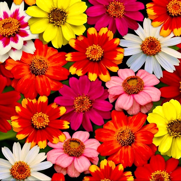 🌼🍎💛 - Picture 11 of 11